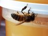 Abeille