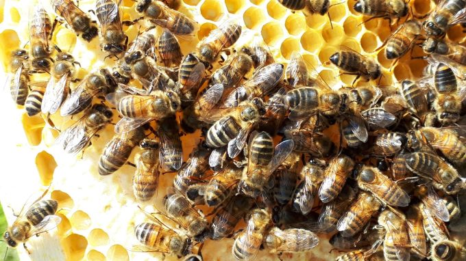 Cadre de miel