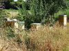 Ruches près des cultures