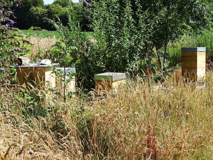 Ruches près des cultures