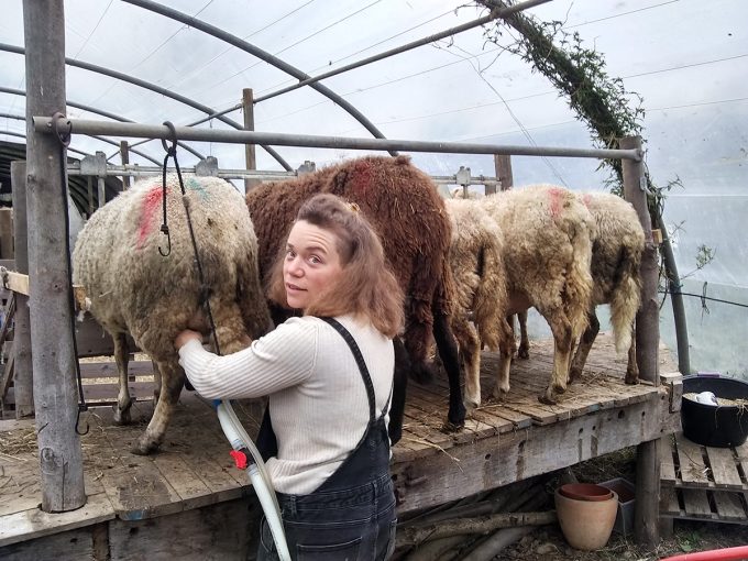 Les Ruminants du Firmament - traite