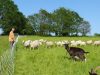 Les Ruminants du Firmament - troupeau