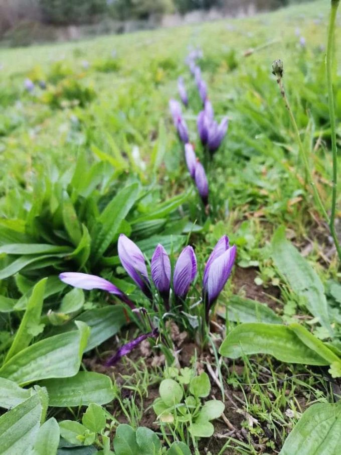 Safran de la Baie - fleurs de safran