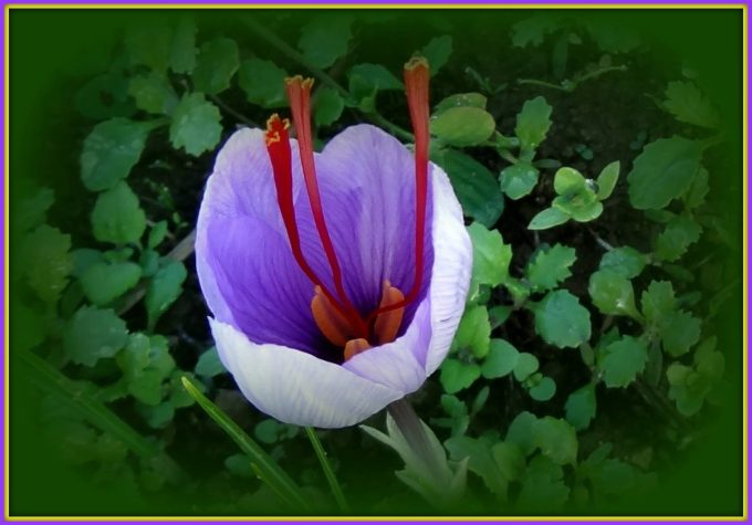 Fleur de safran