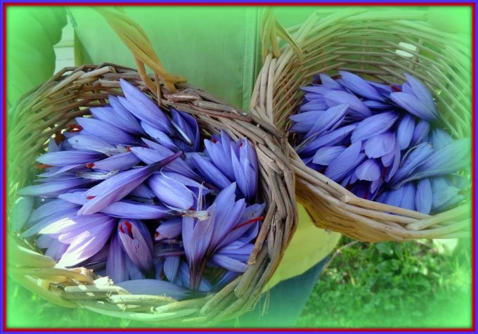 Paniers de fleurs de safran