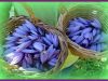 Paniers de fleurs de safran