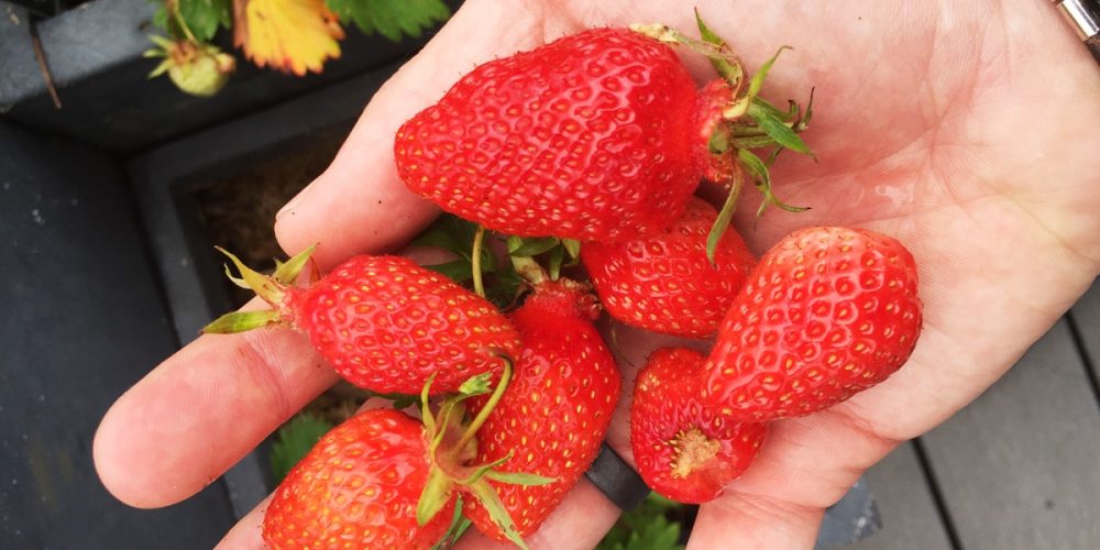 Saison de la fraise, comment la choisir, variétés… On te dit tout !