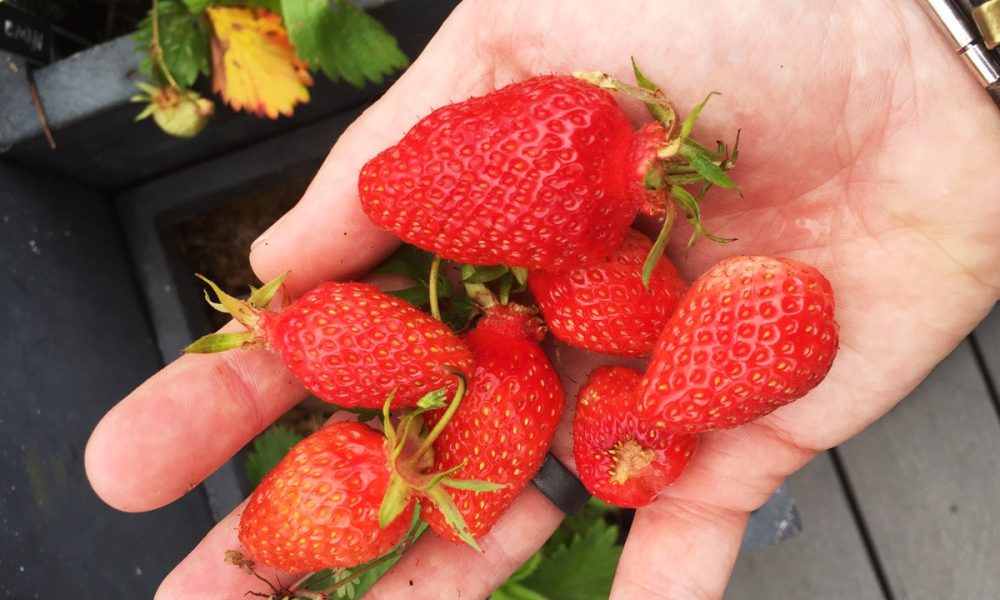 Saison de la fraise, comment la choisir, variétés… On te dit tout !