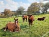 Vaches Salers au champ