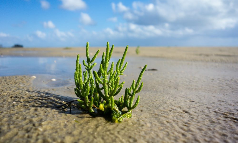 La Salicorne, une plante sauvage locale à goûter absolument !