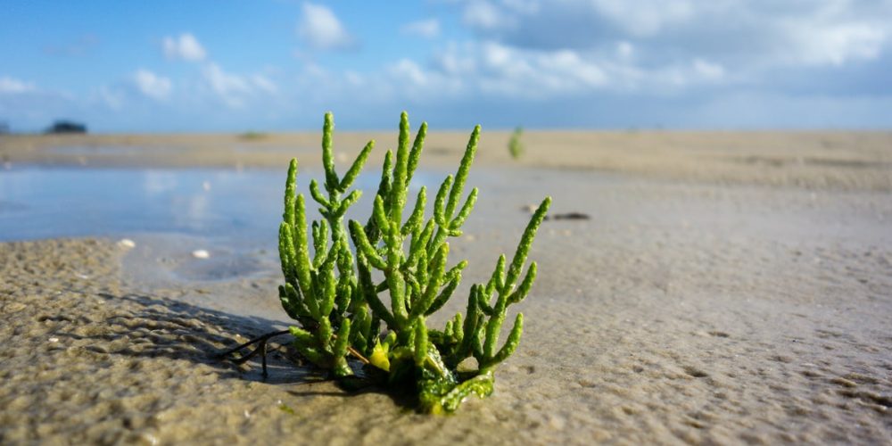 La Salicorne, une plante sauvage locale à goûter absolument !