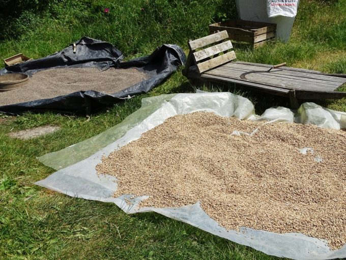 Céréales qui séchent au soleil