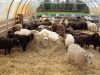 Saveurs des Champs - troupeau à l'abri