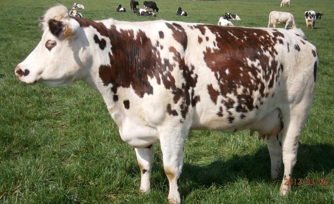 Vache de race Normande