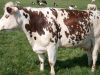 Vache de race Normande