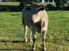 Vaches nourries autant que possible à l'herbe