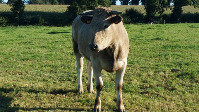 Vaches nourries autant que possible à l'herbe