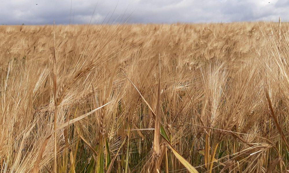 Seigle breton : une céréale rustique, locale et nutritive