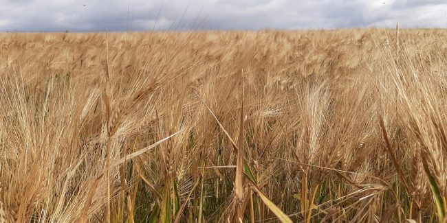 Seigle breton : une céréale rustique, locale et nutritive