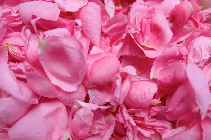 Pétales de roses de Provins et macération huileuse