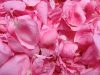Pétales de roses de Provins et macération huileuse