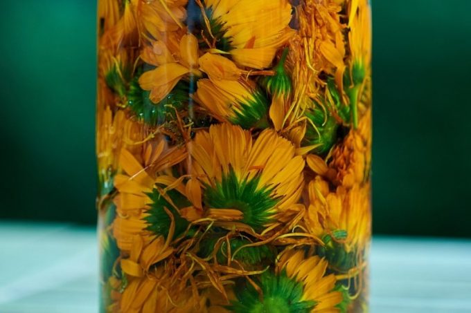MH Calendula