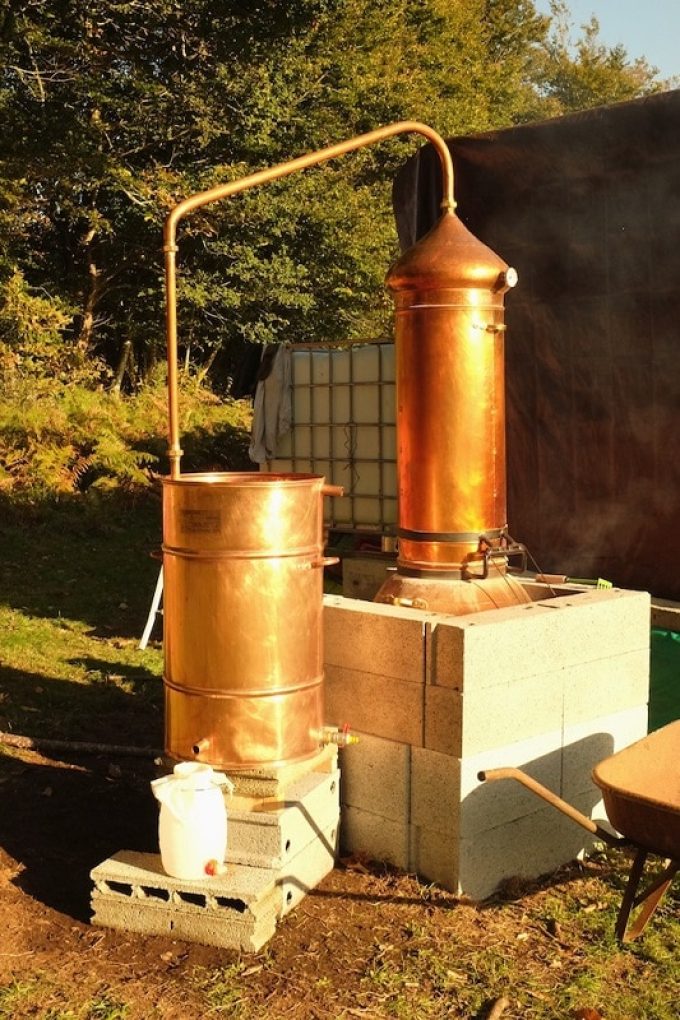 Premières distillations dans le champ : lavande et lavandin, puis basilic exotique