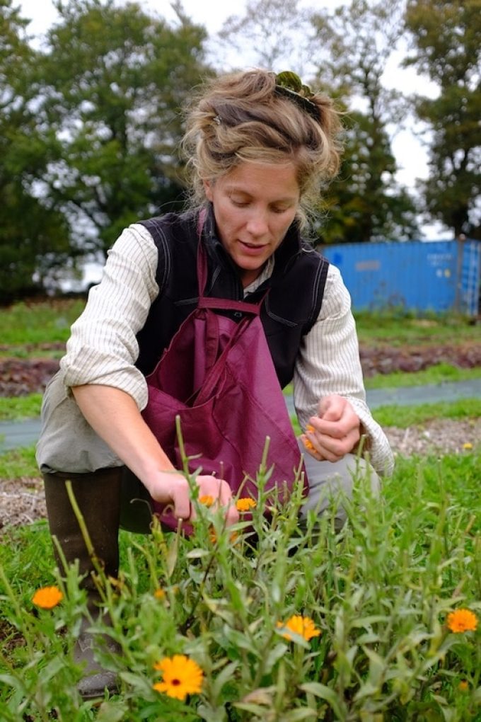 Cueillette calendula