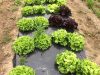 Maraîchage en pleine terre