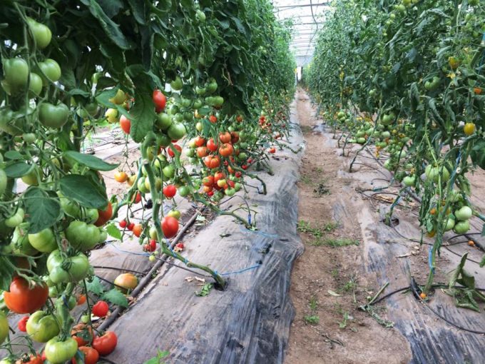 Tomates en pleine terre sous serres