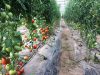 Tomates en pleine terre sous serres