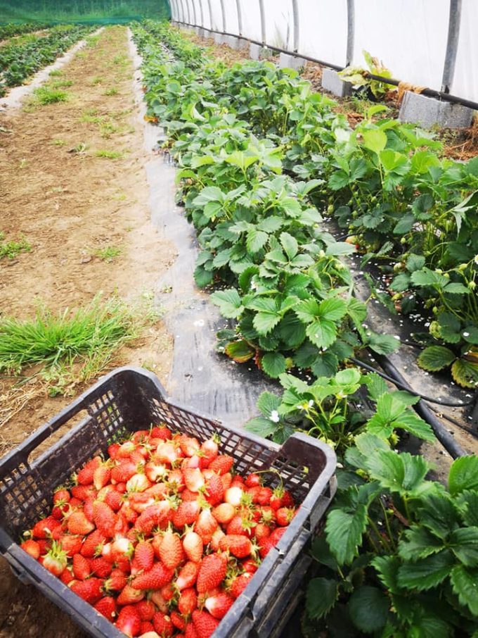Cueillette de fraise