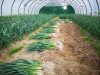 Légumes en pleine terre sous serres