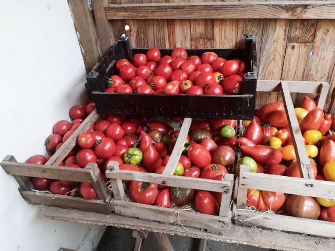 Différentes variétés de tomates