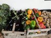 Large variété de légumes en maraîchage