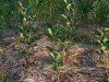 Les Simples de Cohan - plant