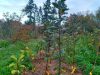 Les Simples de Cohan - jeunes plants