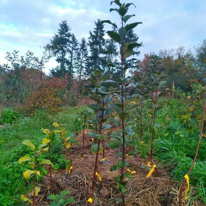 Les Simples de Cohan - jeunes plants