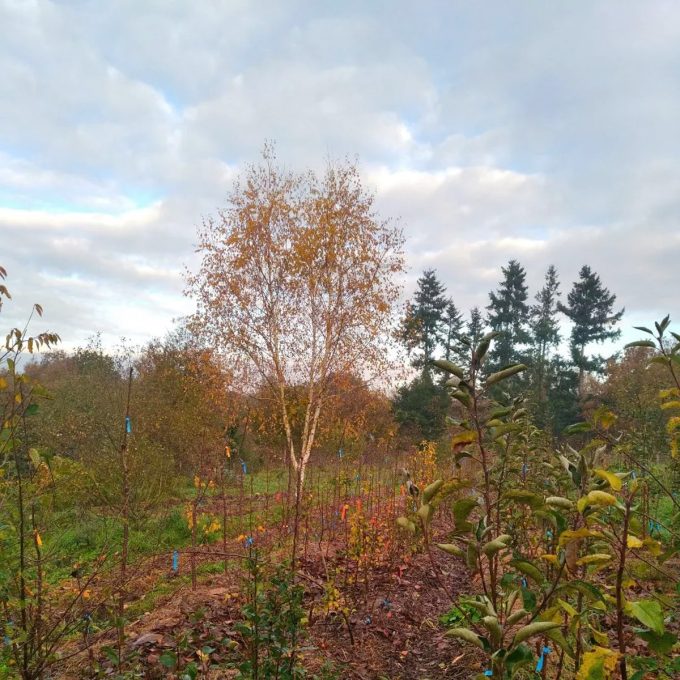 Les Simples de Cohan - plantation