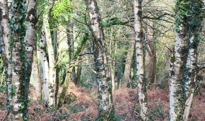 La Source du Bouleau - nos beaux bouleaux bio