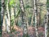 La Source du Bouleau - nos beaux bouleaux bio