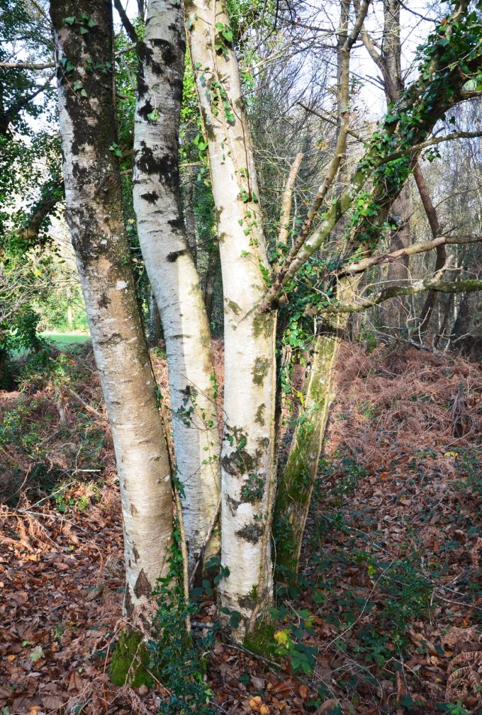 La Source du Bouleau - sève de bouleau