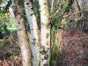 La Source du Bouleau - sève de bouleau