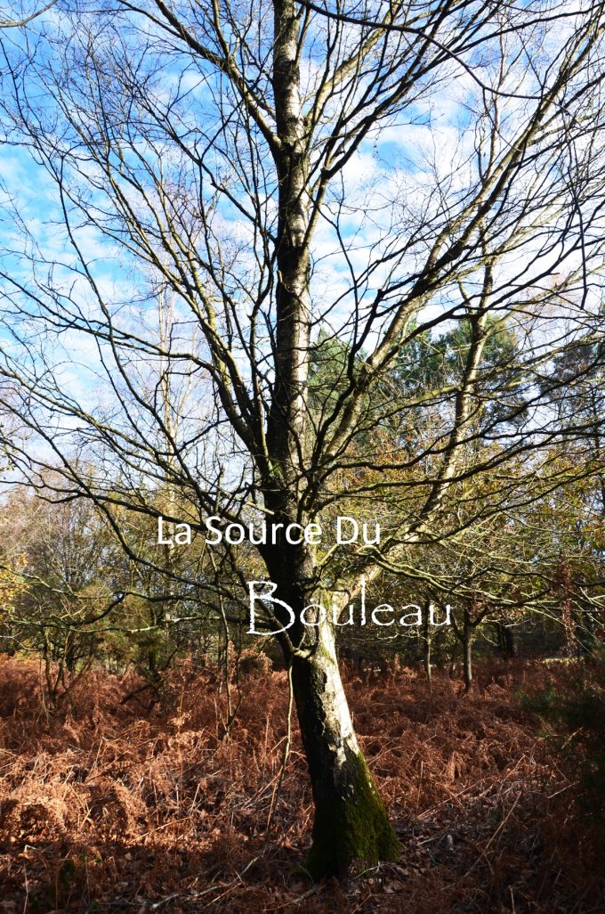 La Source du Bouleau