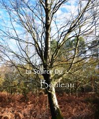 La Source du Bouleau