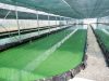 Spiruline d'Armor - culture en bassins
