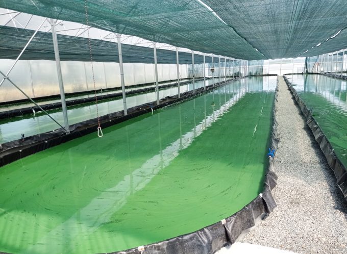 Spiruline d'Armor - culture en bassins