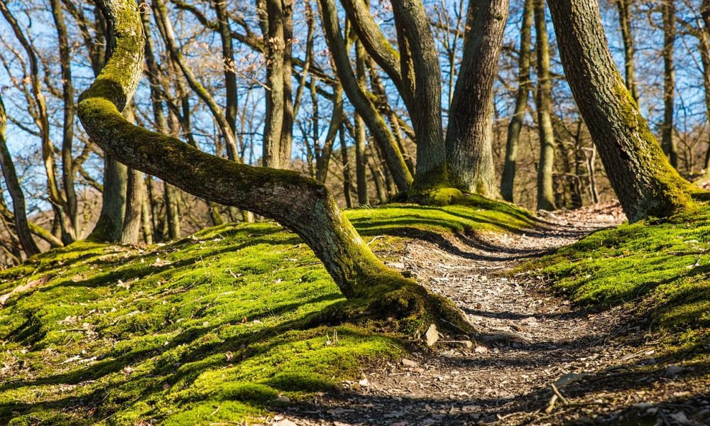 Sylvothérapie : bienfaits, activités et conseils en forêt