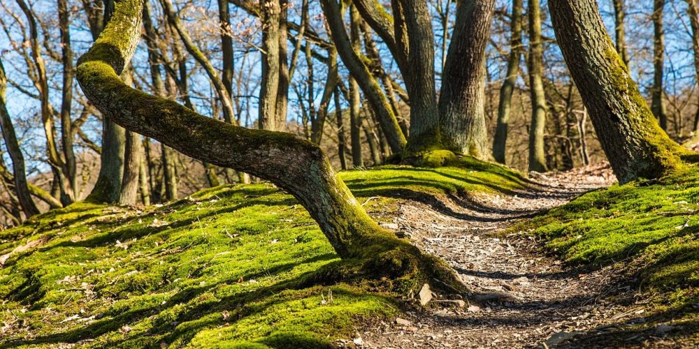 Sylvothérapie : bienfaits, activités et conseils en forêt