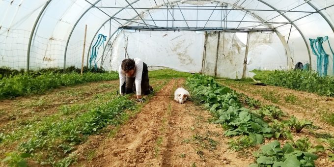T'Air à Terre - planche sous serre